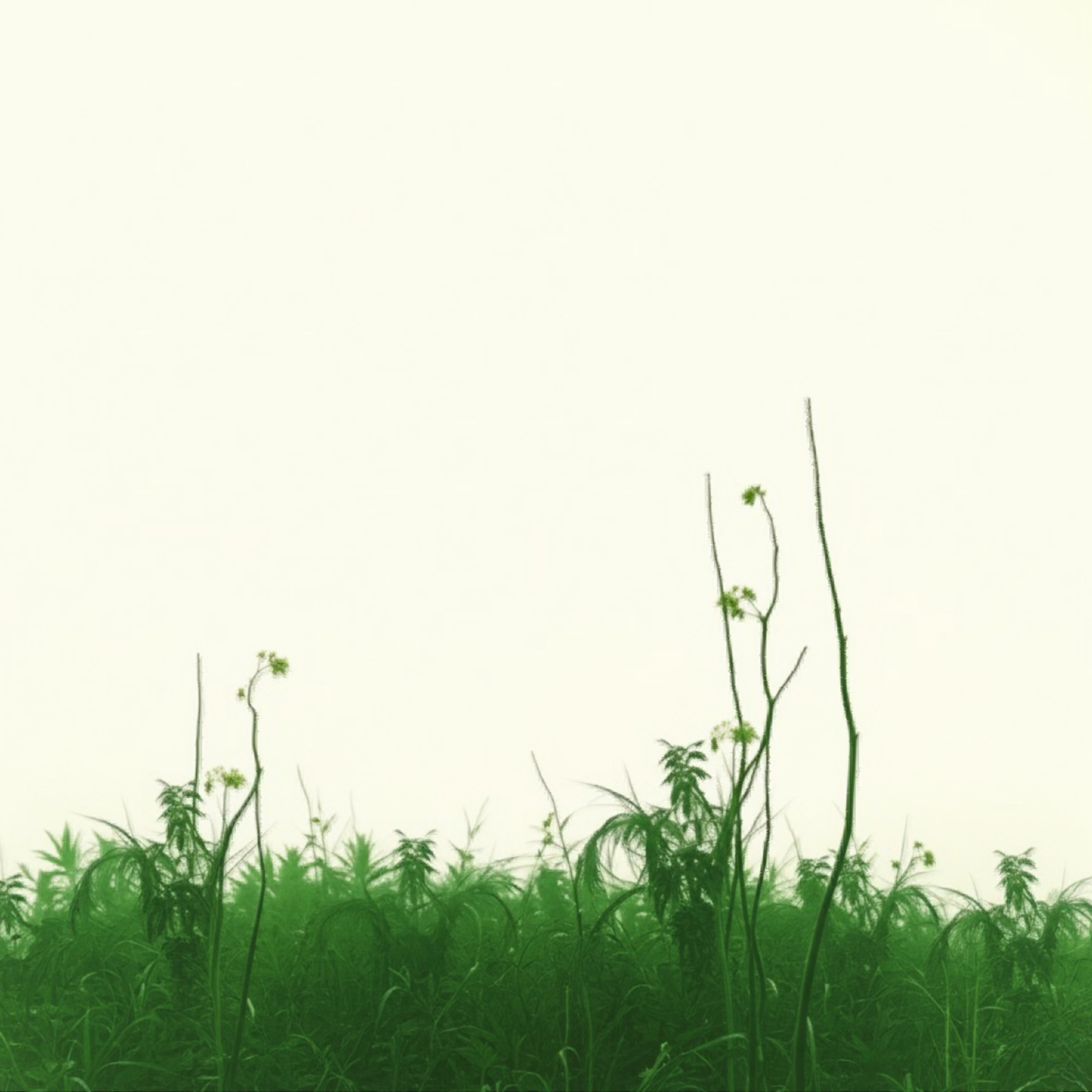 Greenhouse Sessions album cover - green plants and stems reaching up against a pale misty sky
